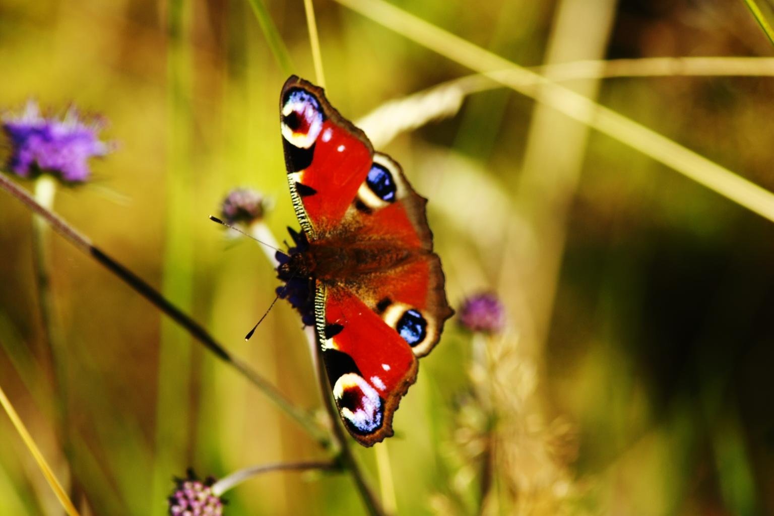 Peacock butterfly on a flower