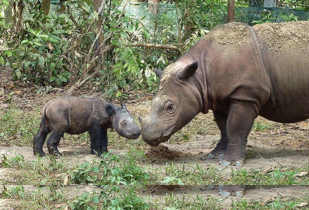 Sumatran rhino    Photo: International Rhino Foundation