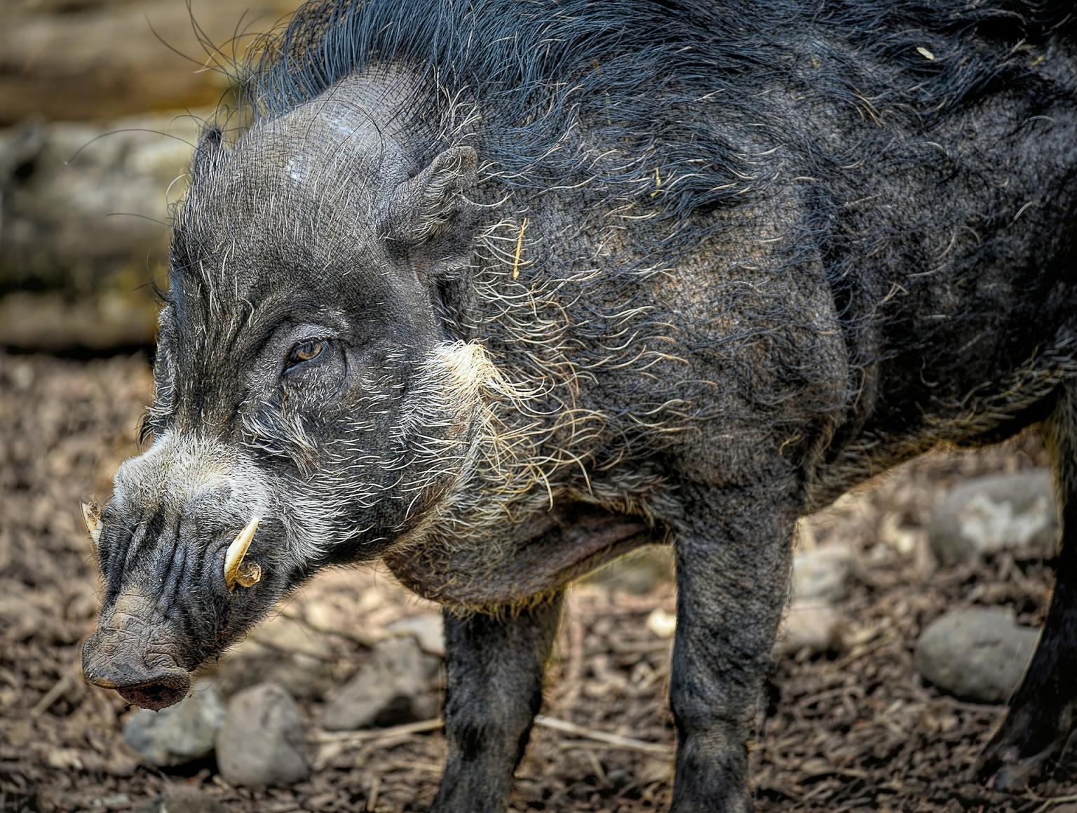 Visayan Warty Pig  Photo: Pixabay