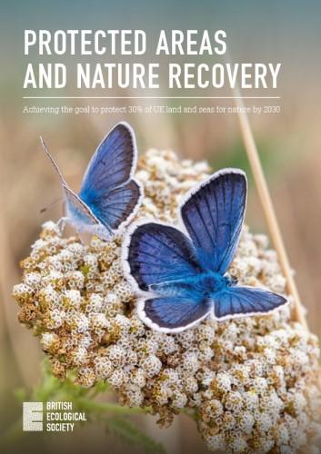 Two blue butterflies on a flower head