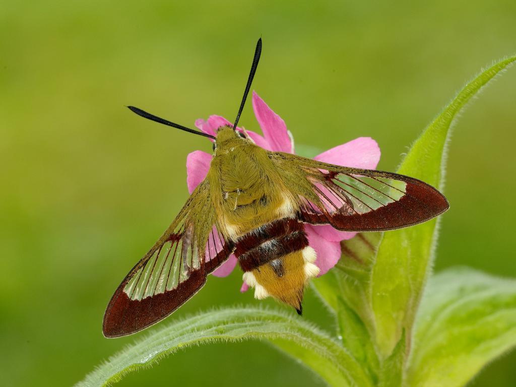 Broad bordered bee hawk moth Photo: Iain Leach