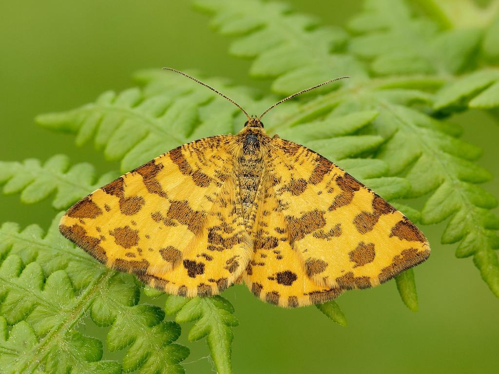 Speckled yellow moth  Photo: Iain Leach