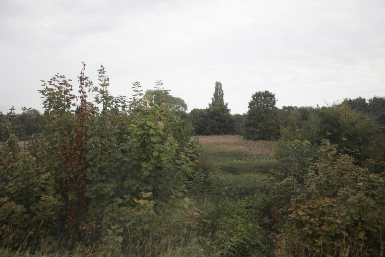 Lineside vegetation   Photo: Keen AI