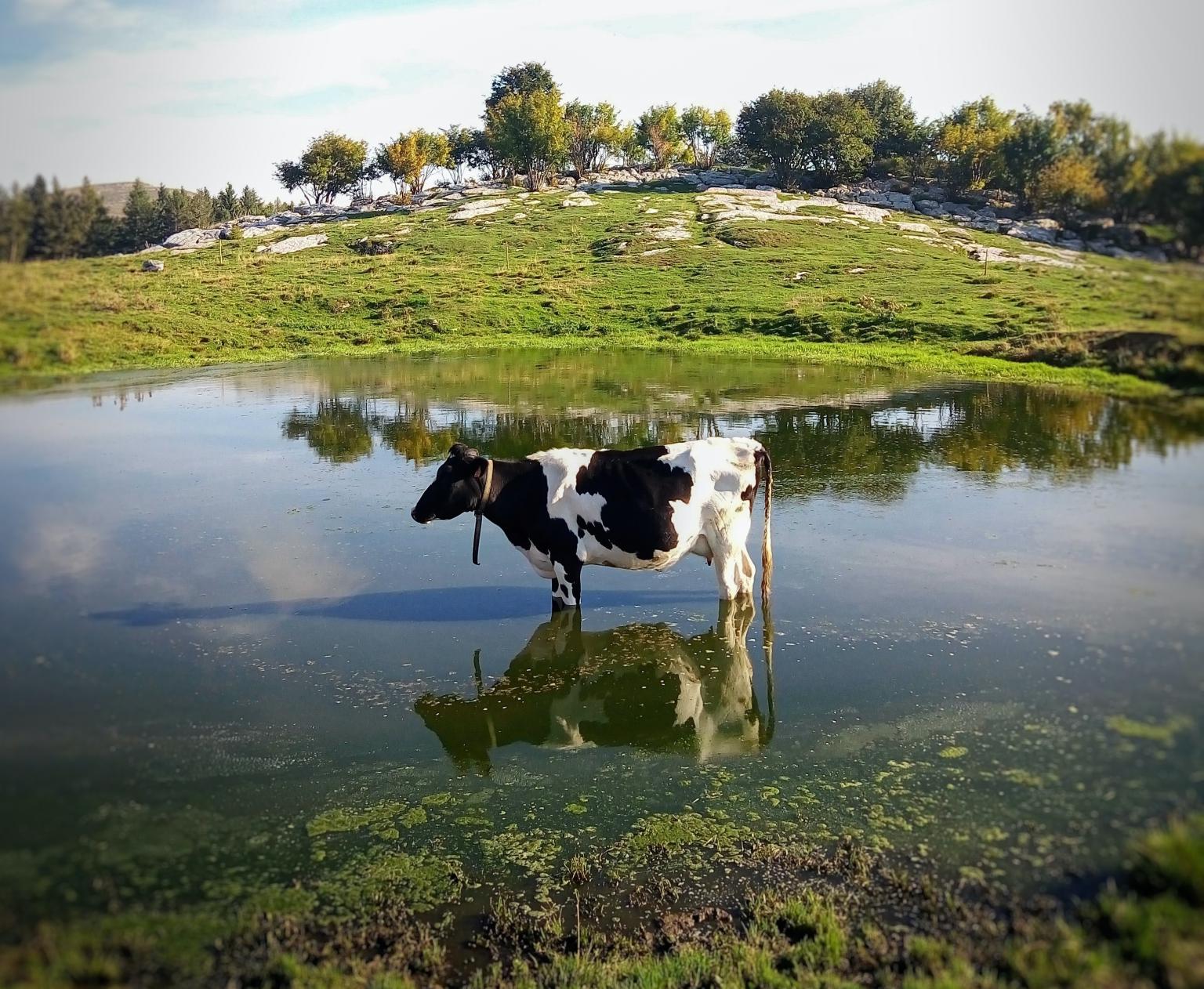 Cow in algae   Photo: Marco Ceschi, Unsplash