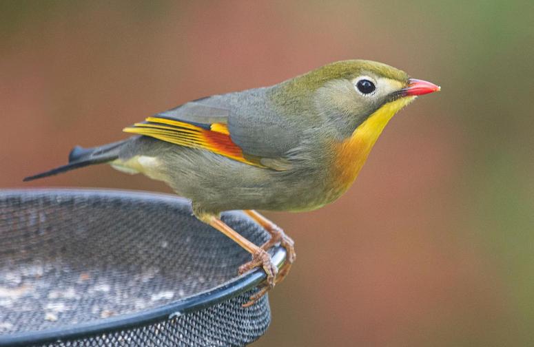 Red-billed Leiothrix  Photo P Mumby