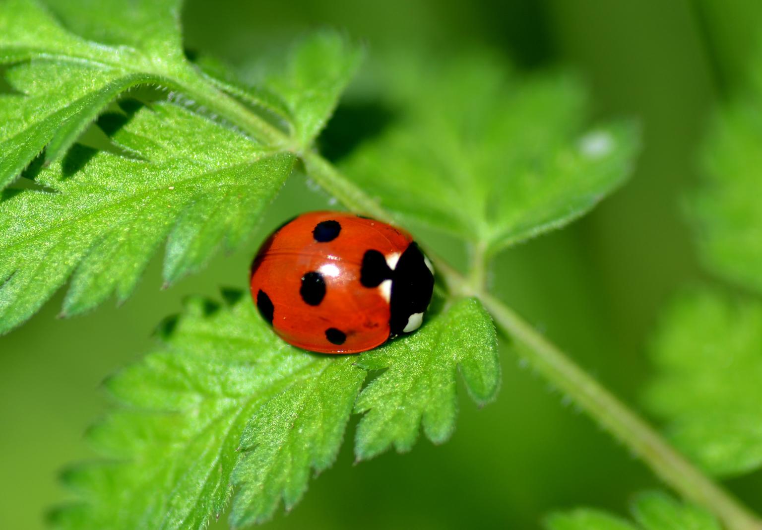 7-spot ladybird_Photo: Denise Pallett