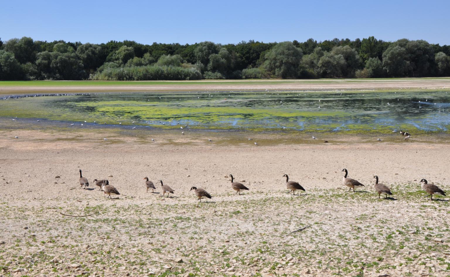 Low water levels Photo: Laurence Berger