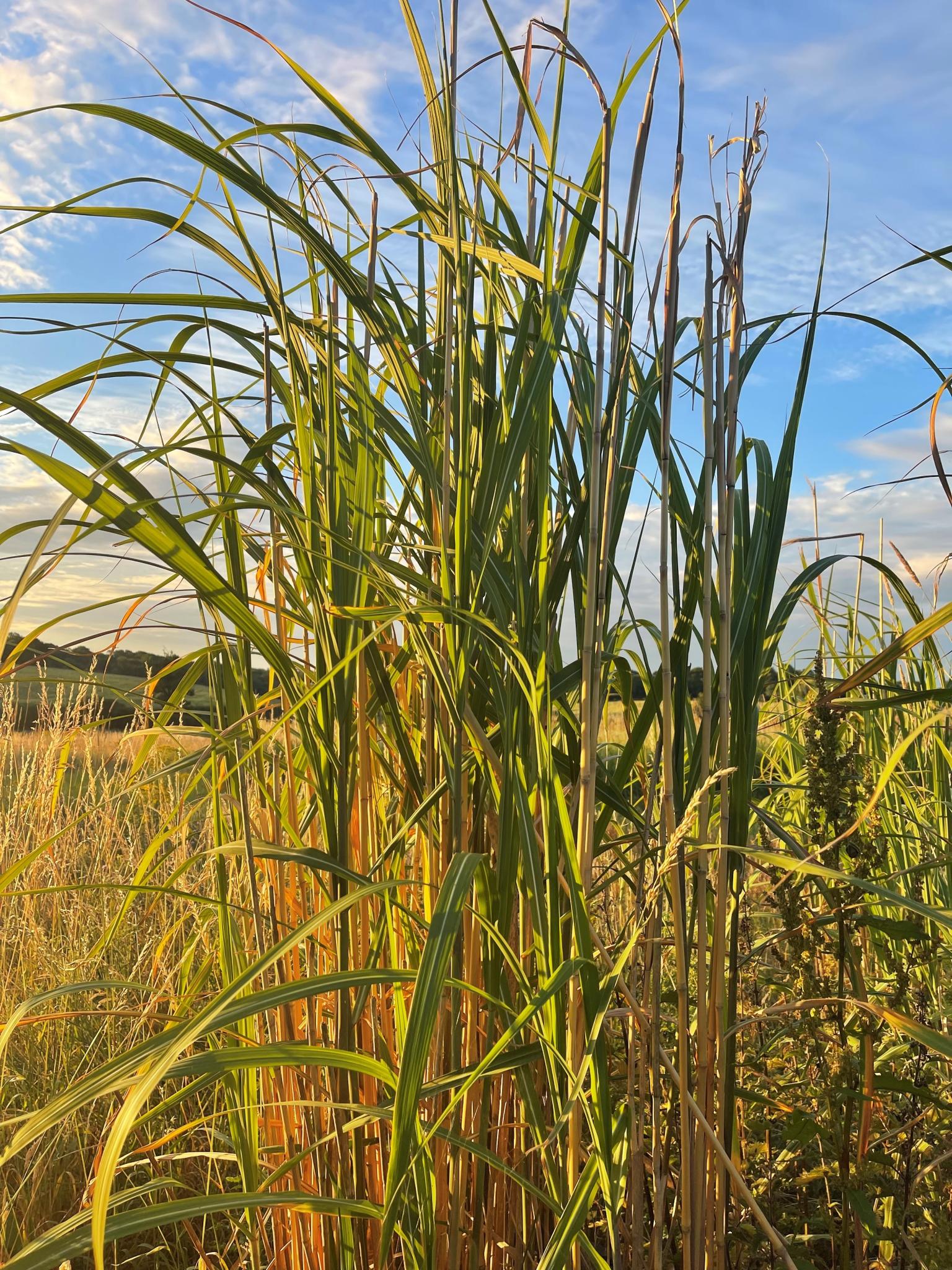 Miscanthus_Photo: Bio Global Industries Ltd