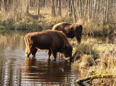 Bison in Chernobyl