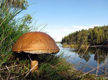 Mushroom in Chernobyl