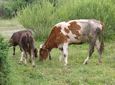 Ukraine Carpathian mountains - cows and calf