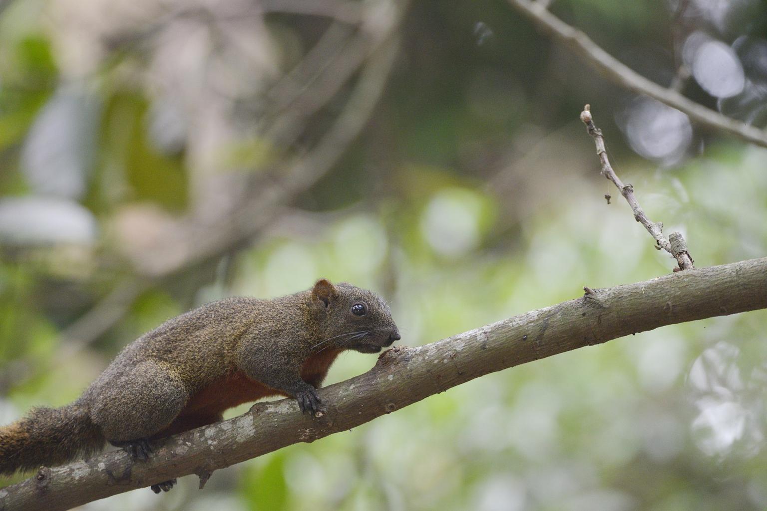 Pallas squirrel Photo: LiCheng Shih CC BY-2.0