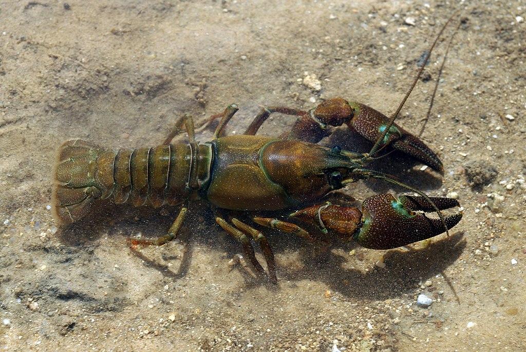 Signal crayfish Photo: David Perez-CC BY 3.0
