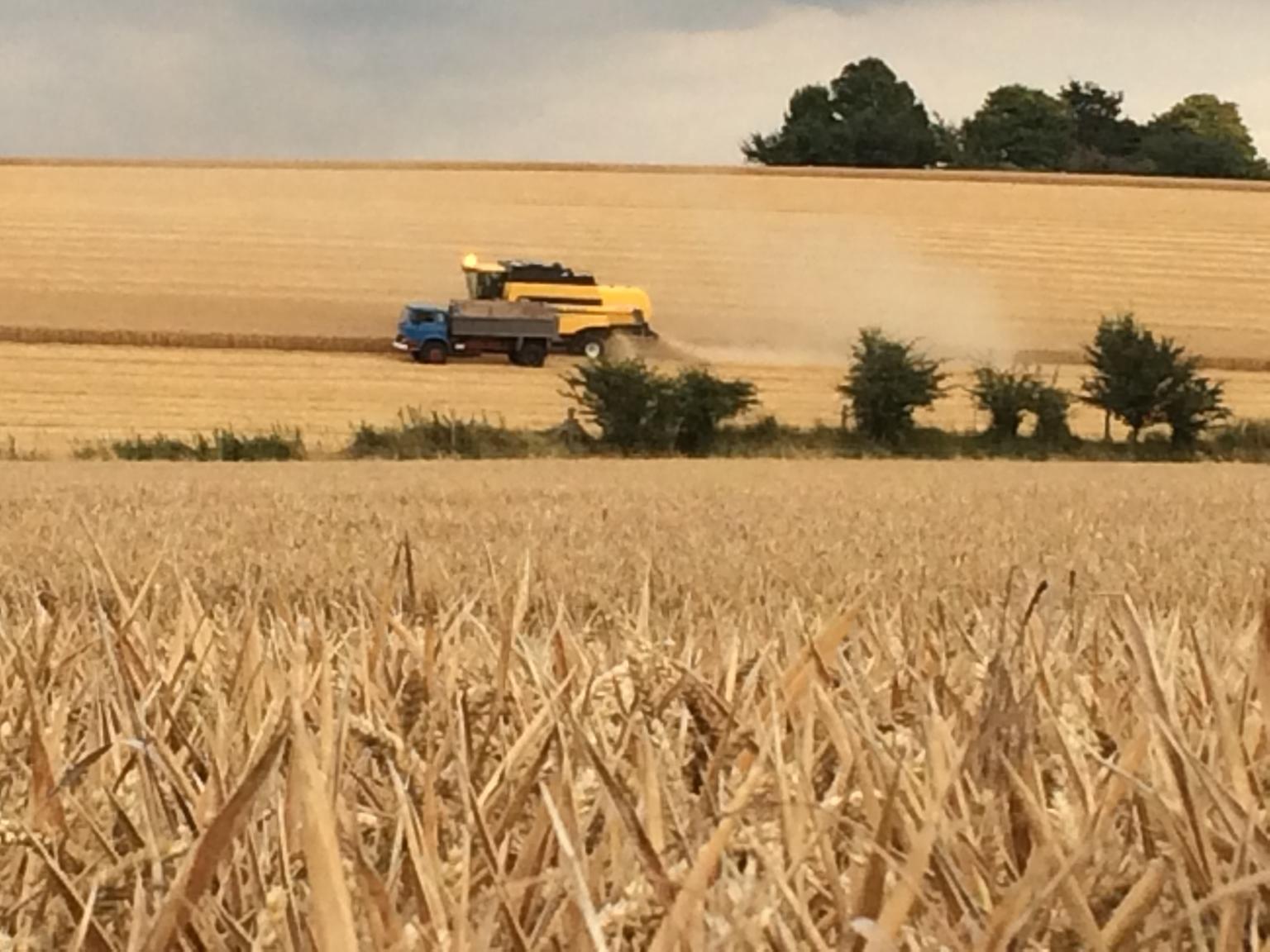 Wheat field