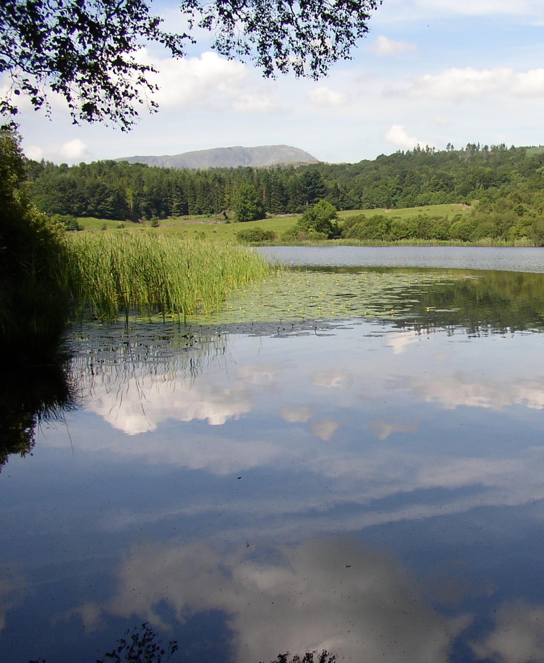 Reeds and water lilies on a lake with clouds and blue sky reflecting on the water surface