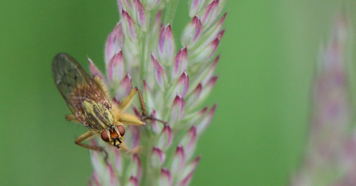 Insect on grass