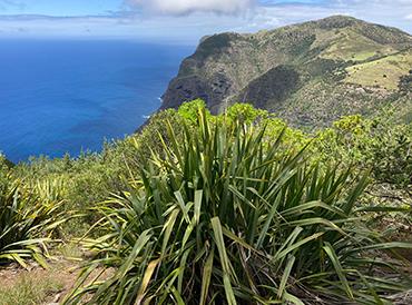 New Zealand flax on a cliff top in St Helena