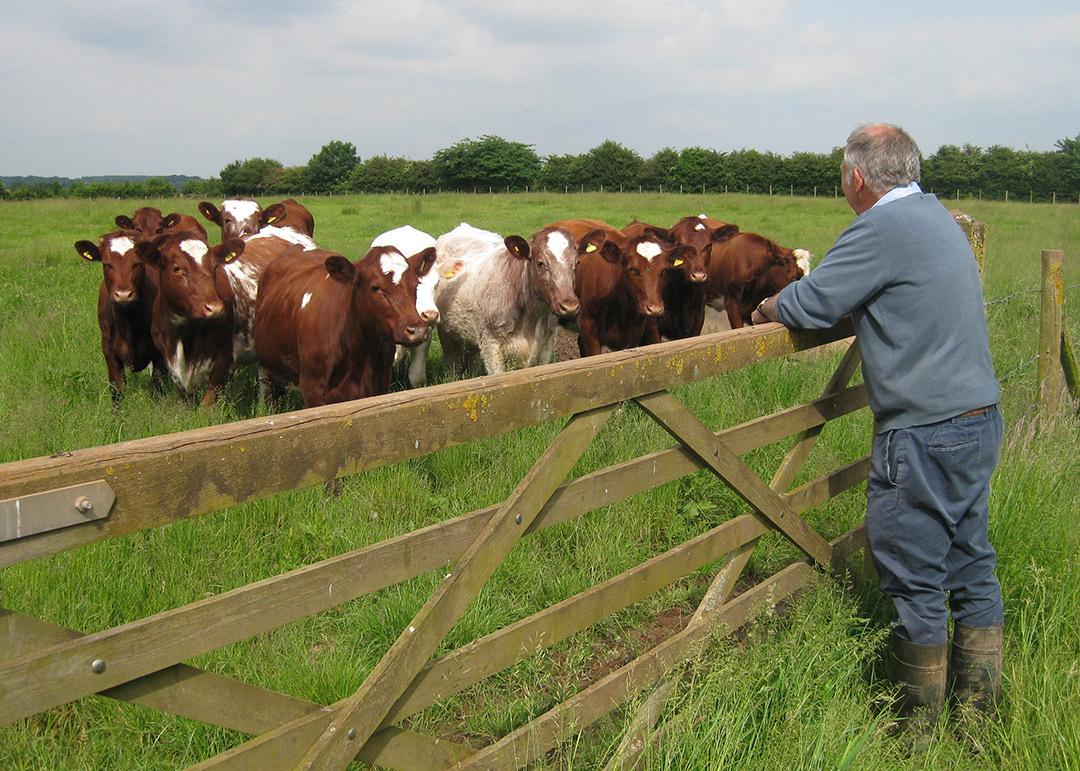 A farmer looking over a fence at a herd of cows