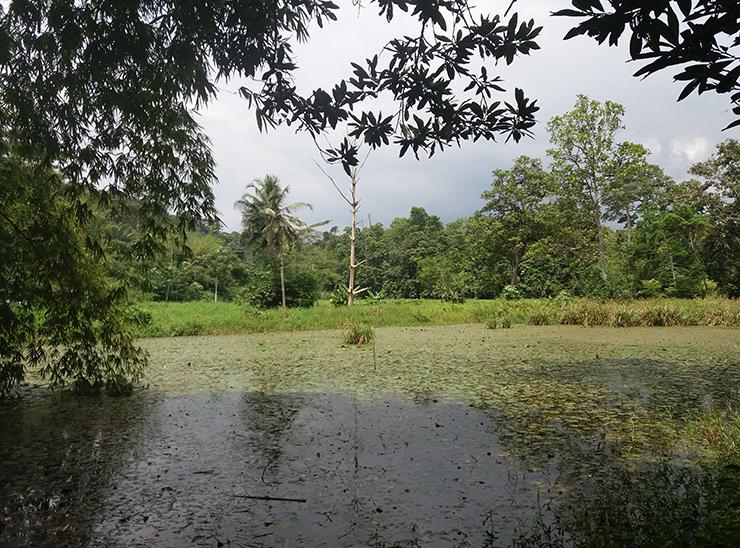 Remaining forest in Abidjan, Ivory Coast