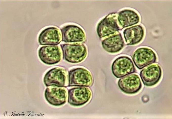 Eucapsis sp_Phytoplanton ID