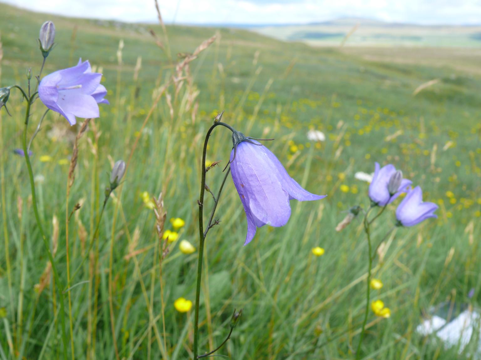 Harebells Photo: Kevin Walker