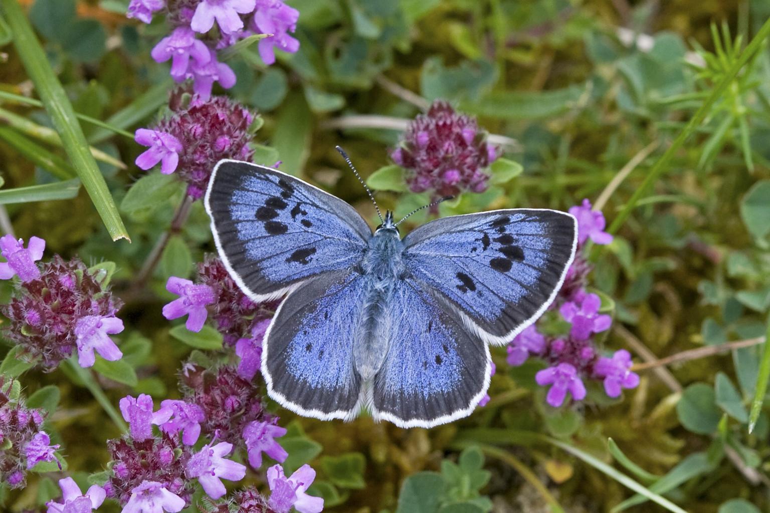 Large Blue  Photo: Keith Warmington