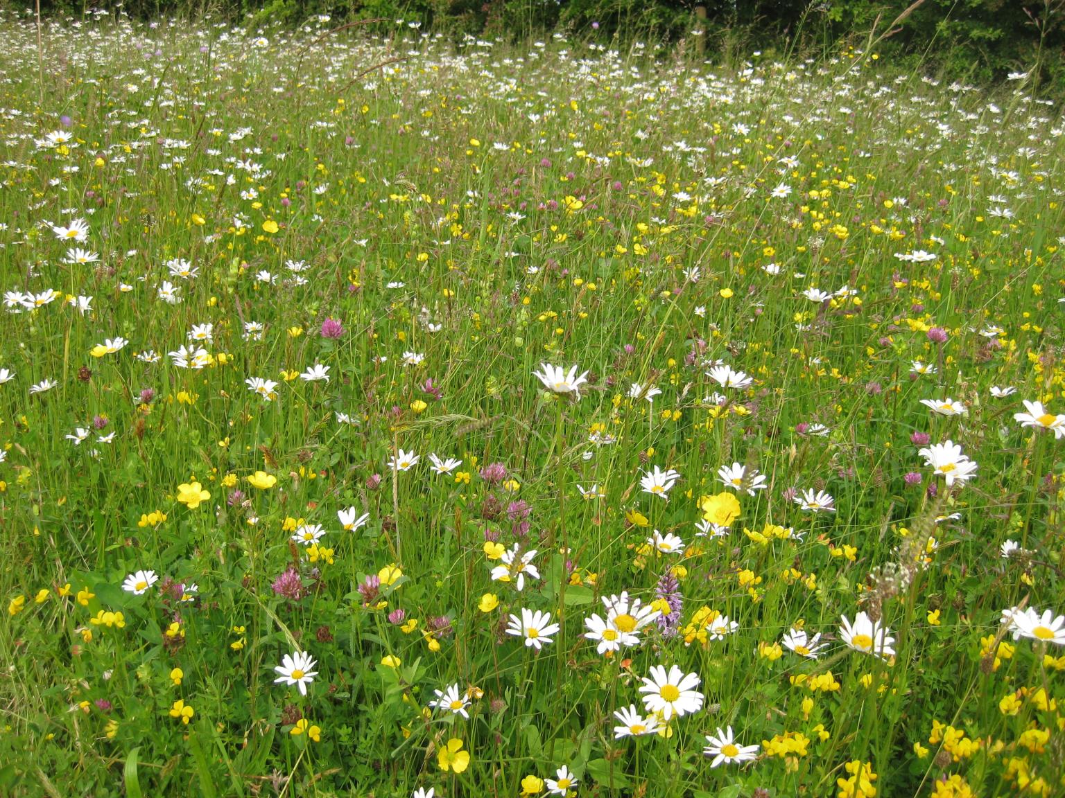 Multi-species grassland