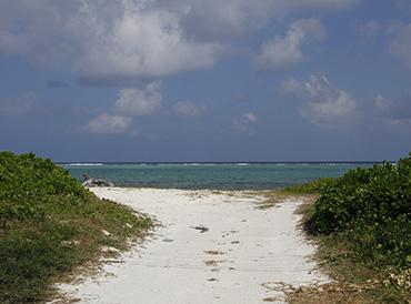 Looking towards the sea on Grand Cayman