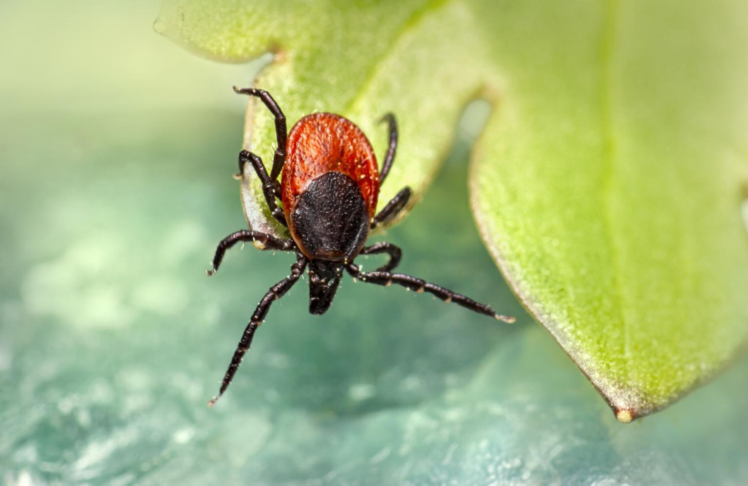 Ixodes Ricinus  Photo: Pixabay