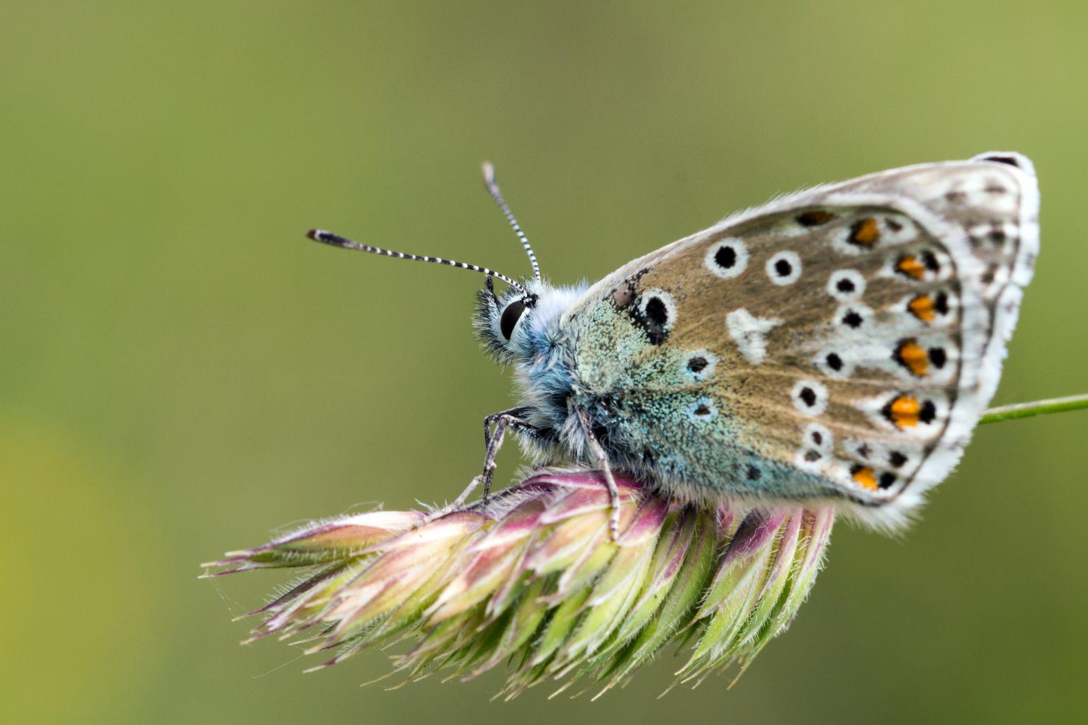 Adonis blue. Photo: Heather Harris