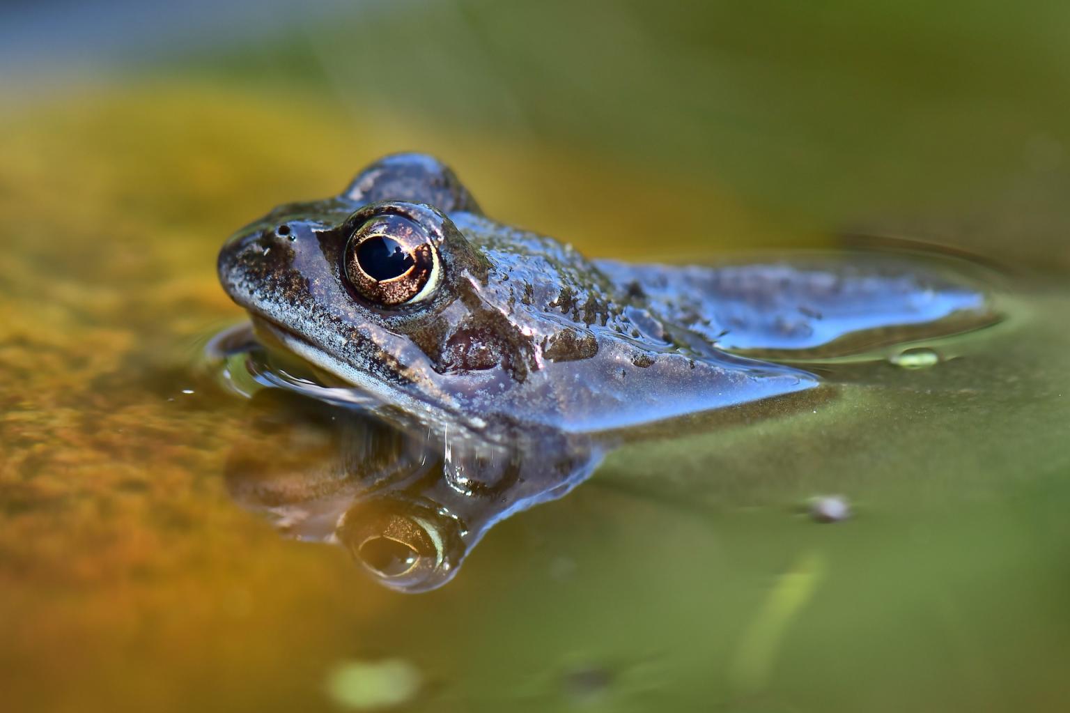Common frog Photo: Pixabay