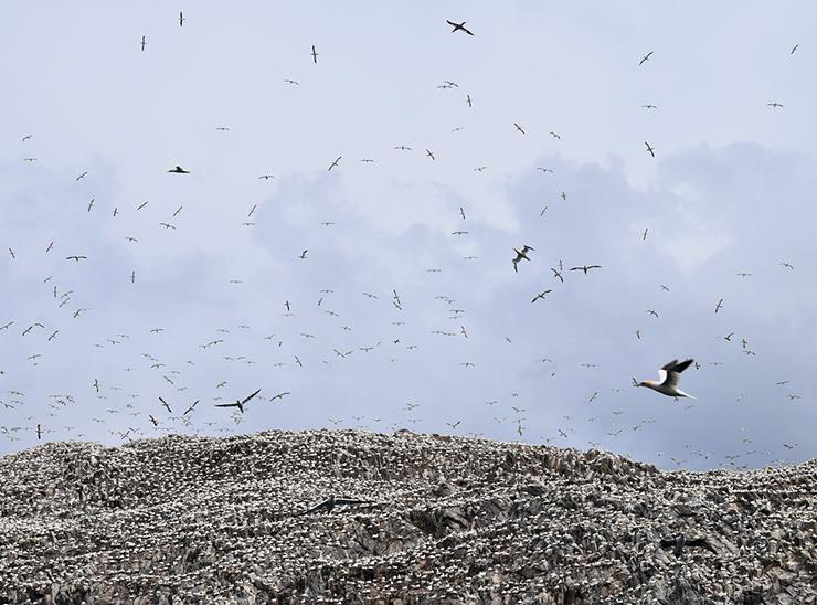 Huge number of northern gannet seabirds on Bass Rock