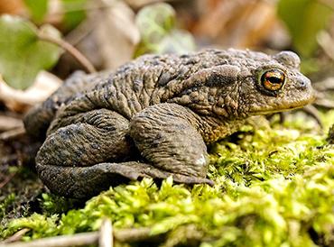 Common toad