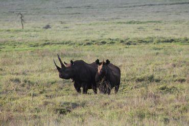 Black Rhino