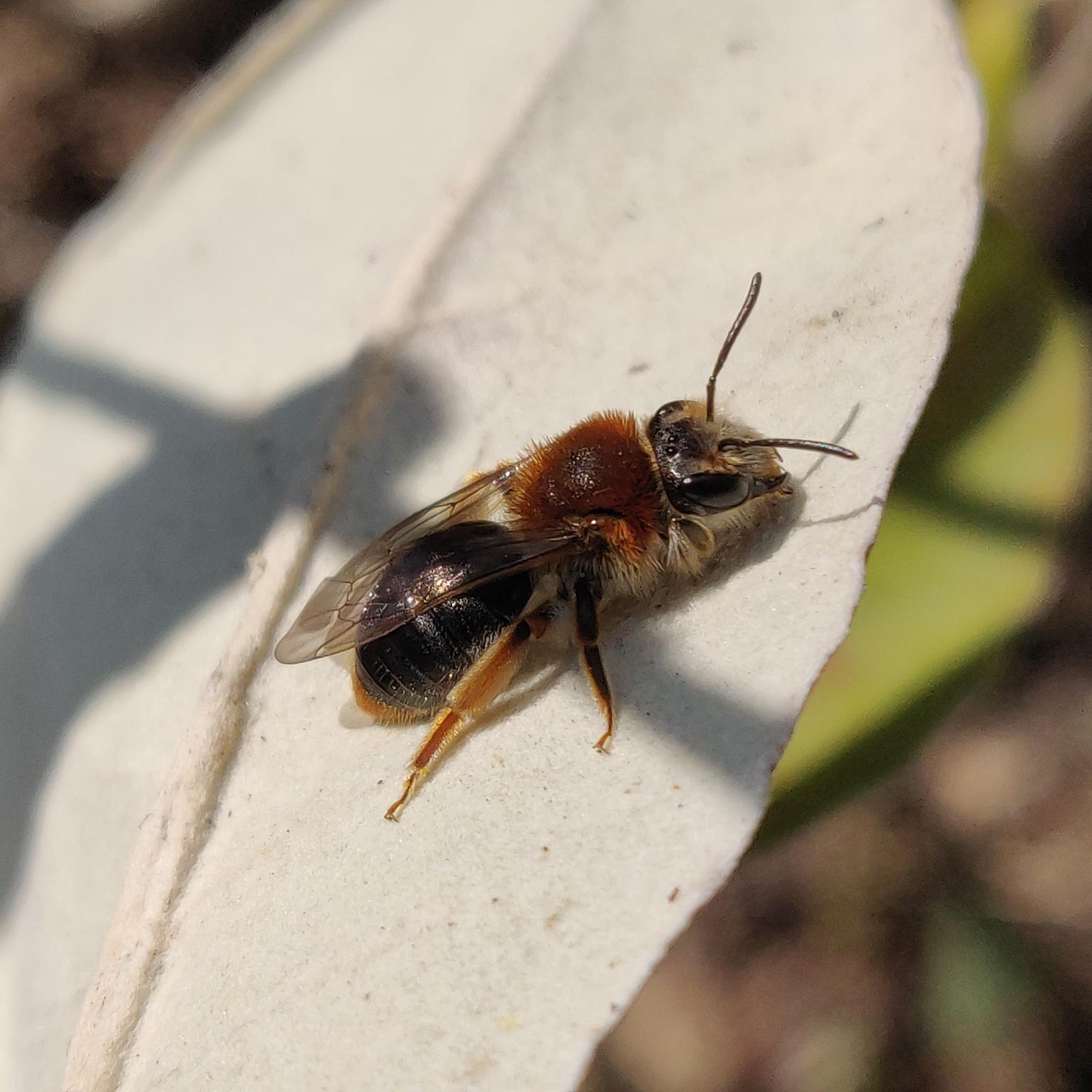 Orange-tailed mining bee. Photo: Rob Cooke