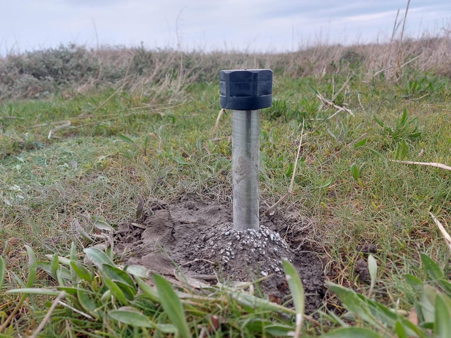 A 10cm tall metal rod with a black plastic cap is pictured poking out of a small bed of concrete amongst lush saltmarsh vegetation.