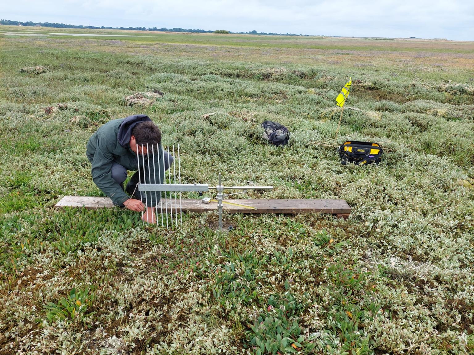 A scientist in outdoor gear is perched on a wooden platform amongst a bed of purslane. They are adjusting long white pins which pass through a metal T shaped device attached to a post set in the marsh.