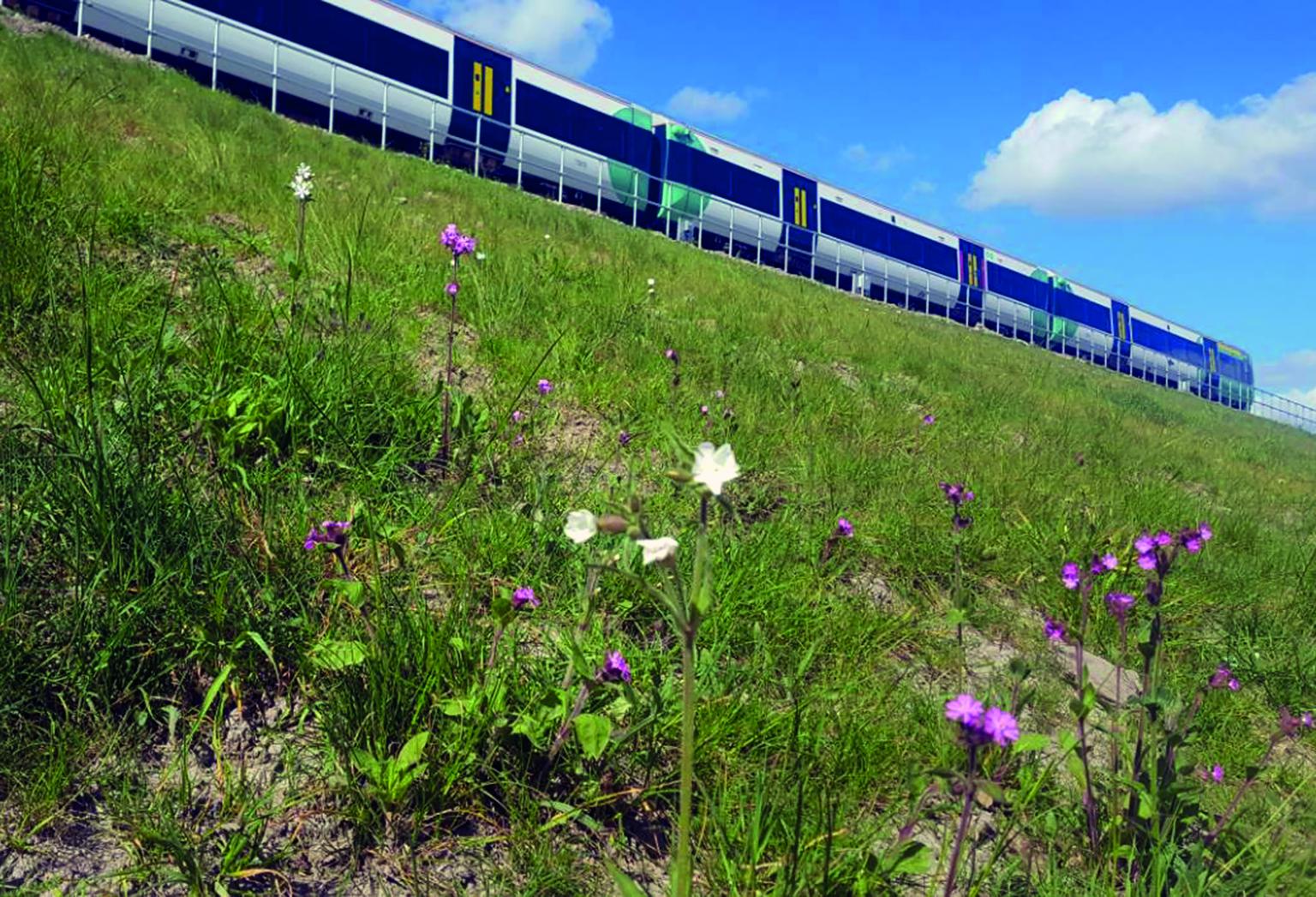 Wildflowers by railway. Photo: Network Rail