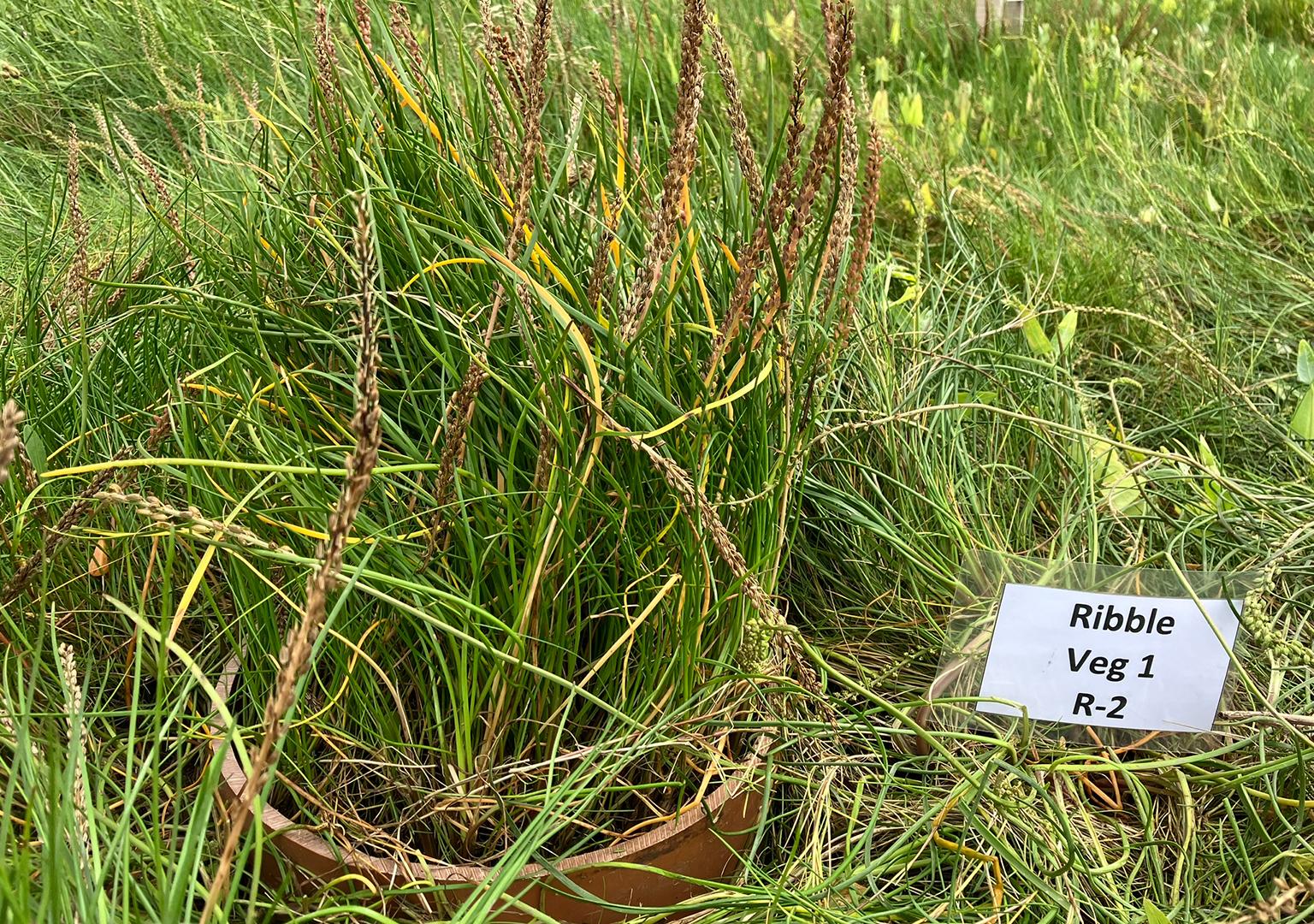 Vegetation on the saltmarsh in a collar for static chamber greenhouse gas flux measurements 