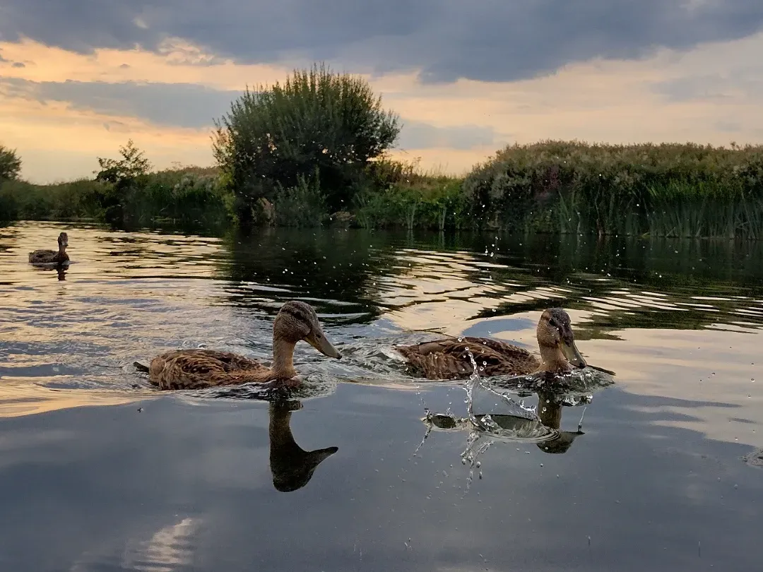 Thames with ducks