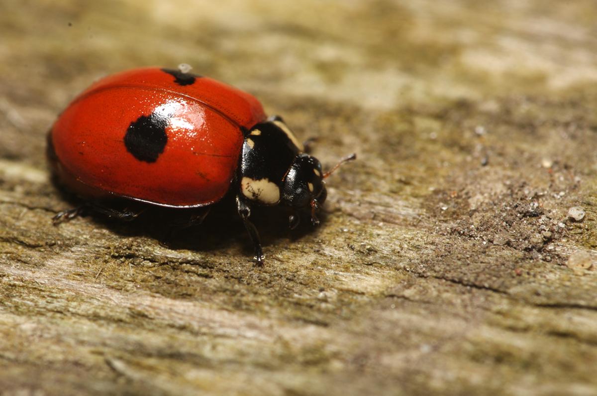 2-spot ladybird