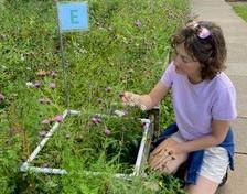 Pollinator monitoring Photo: Miranda Bane