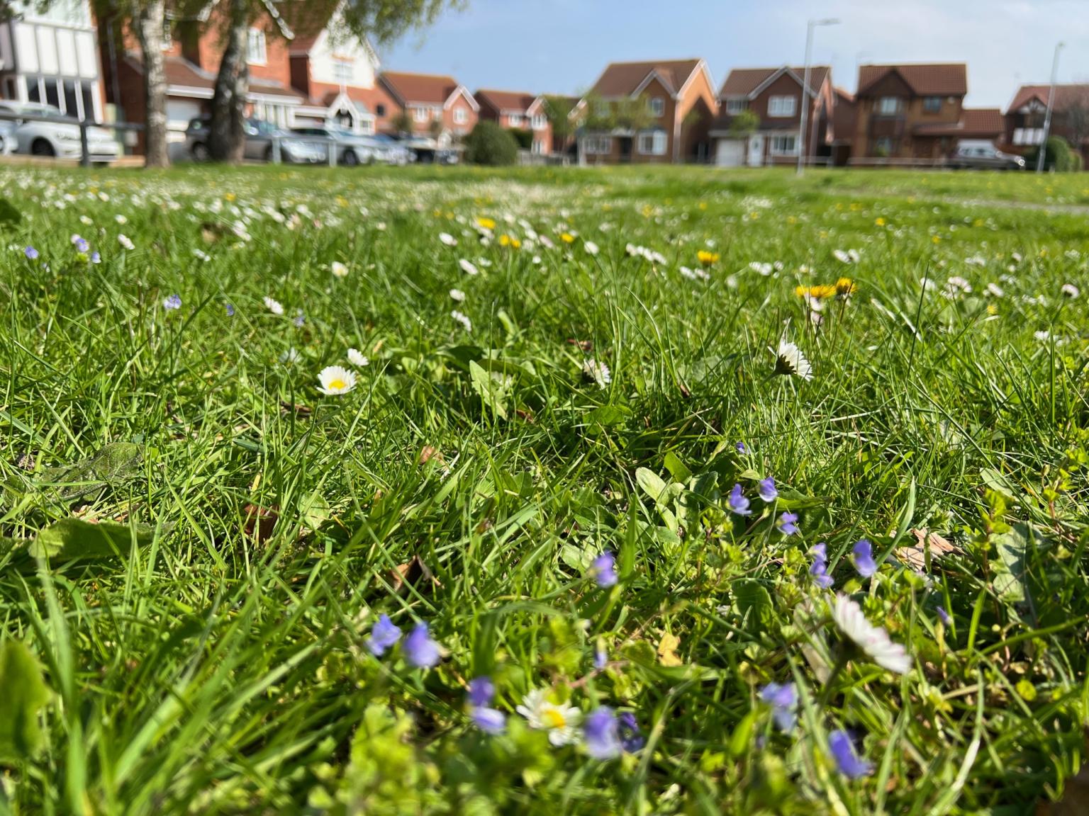 Wildflower meadow in Rhyl. Photo: Denbighshire Council. 