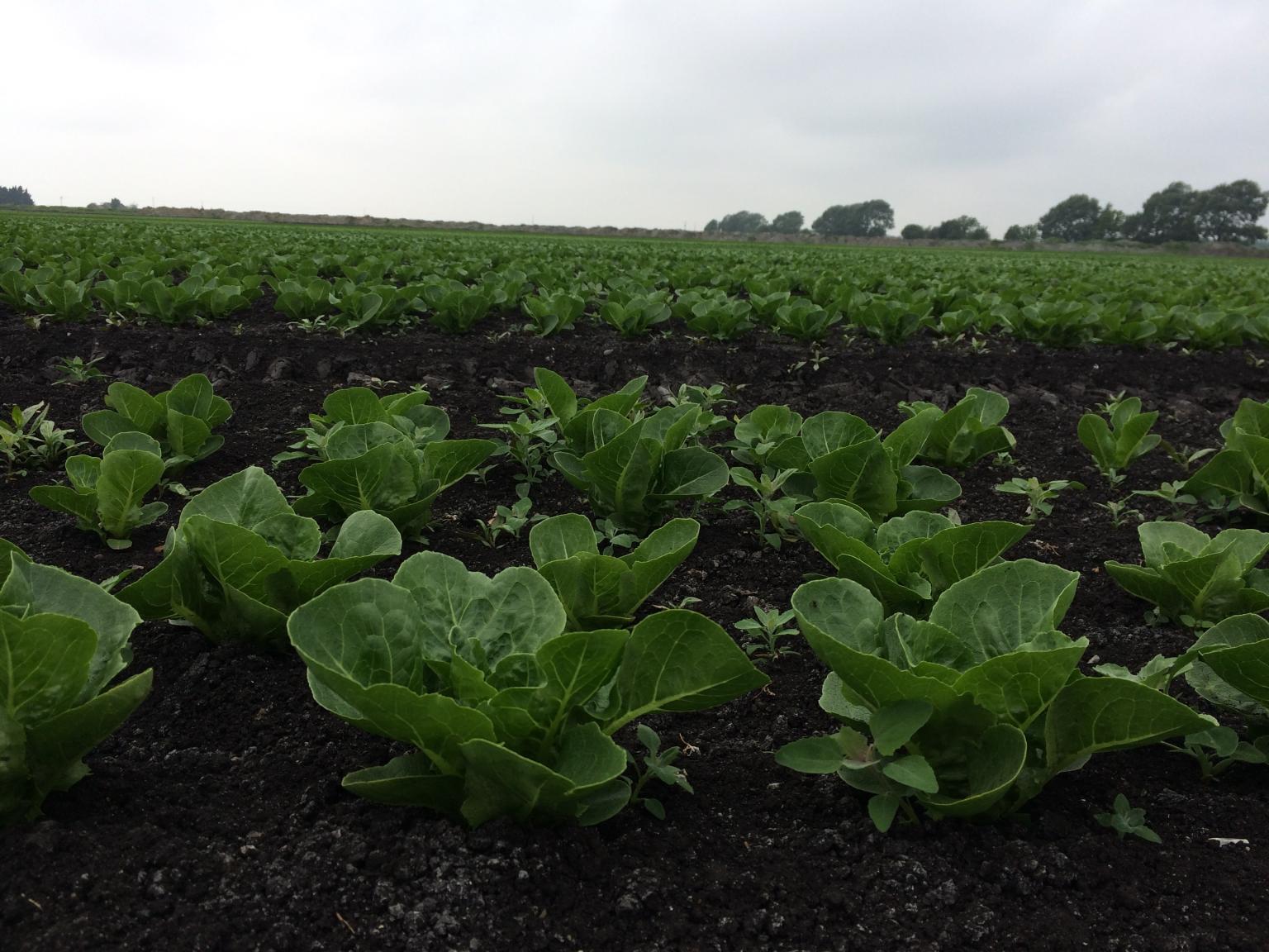 Lettuce on drained lowland peat, Fens. Photo: Ross Morrison