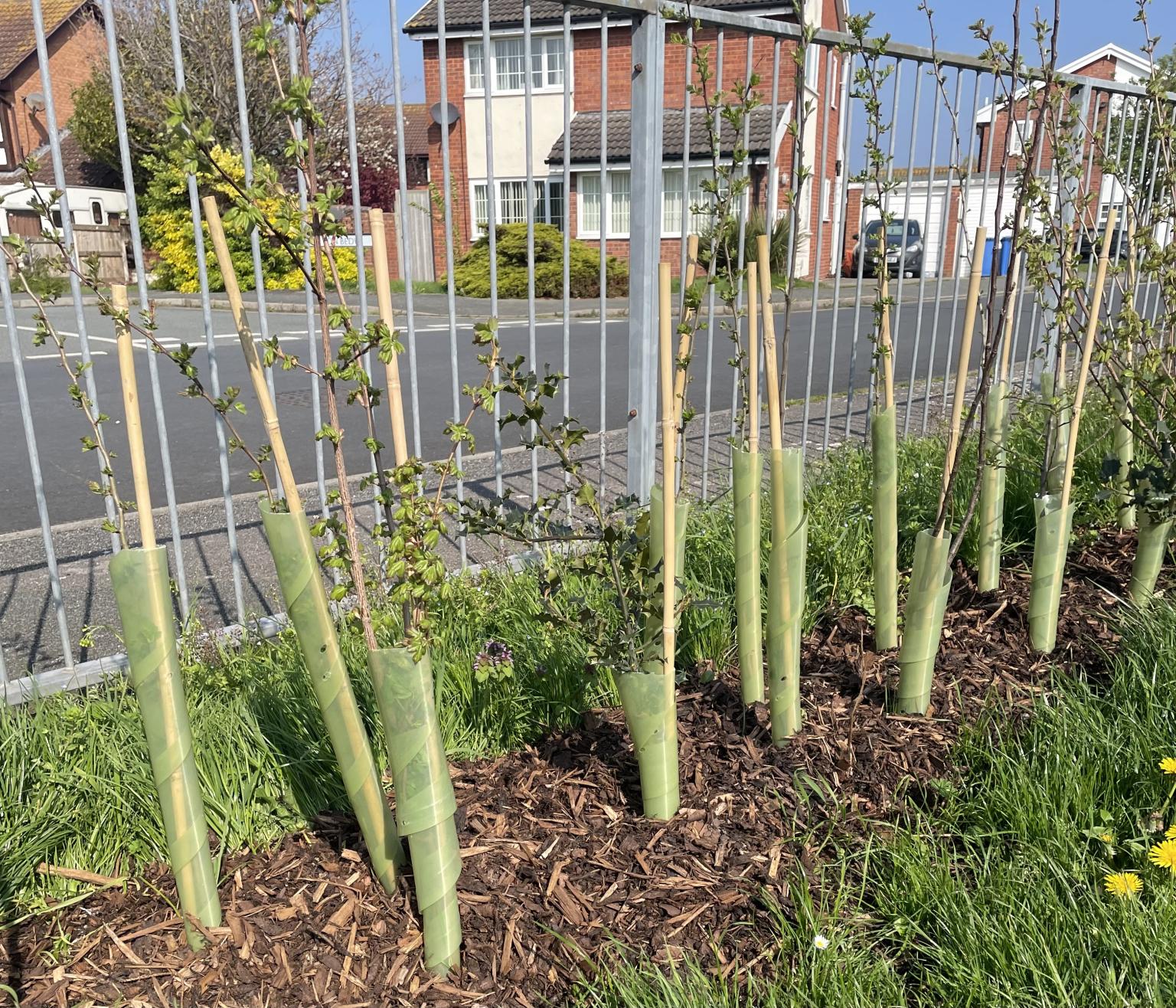 New trees in Rhyl. Photo: Denbighshire Council.