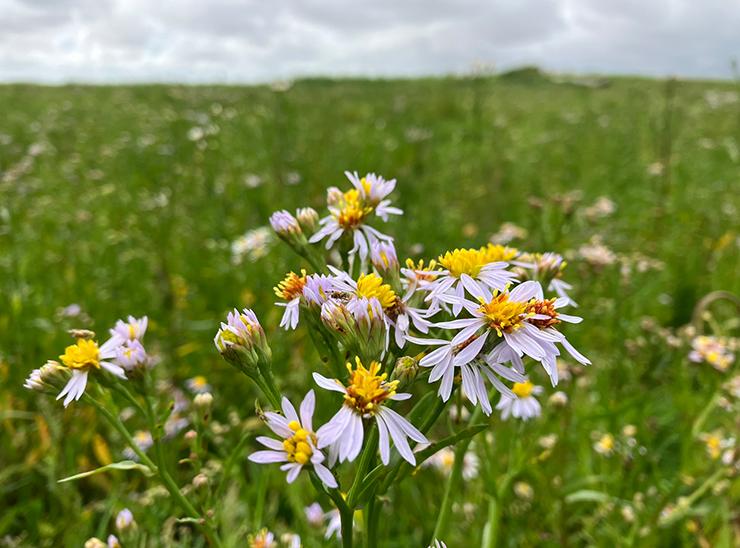 Sea aster (Aster tripolium) plant on saltmarsh in the Ribble estuary