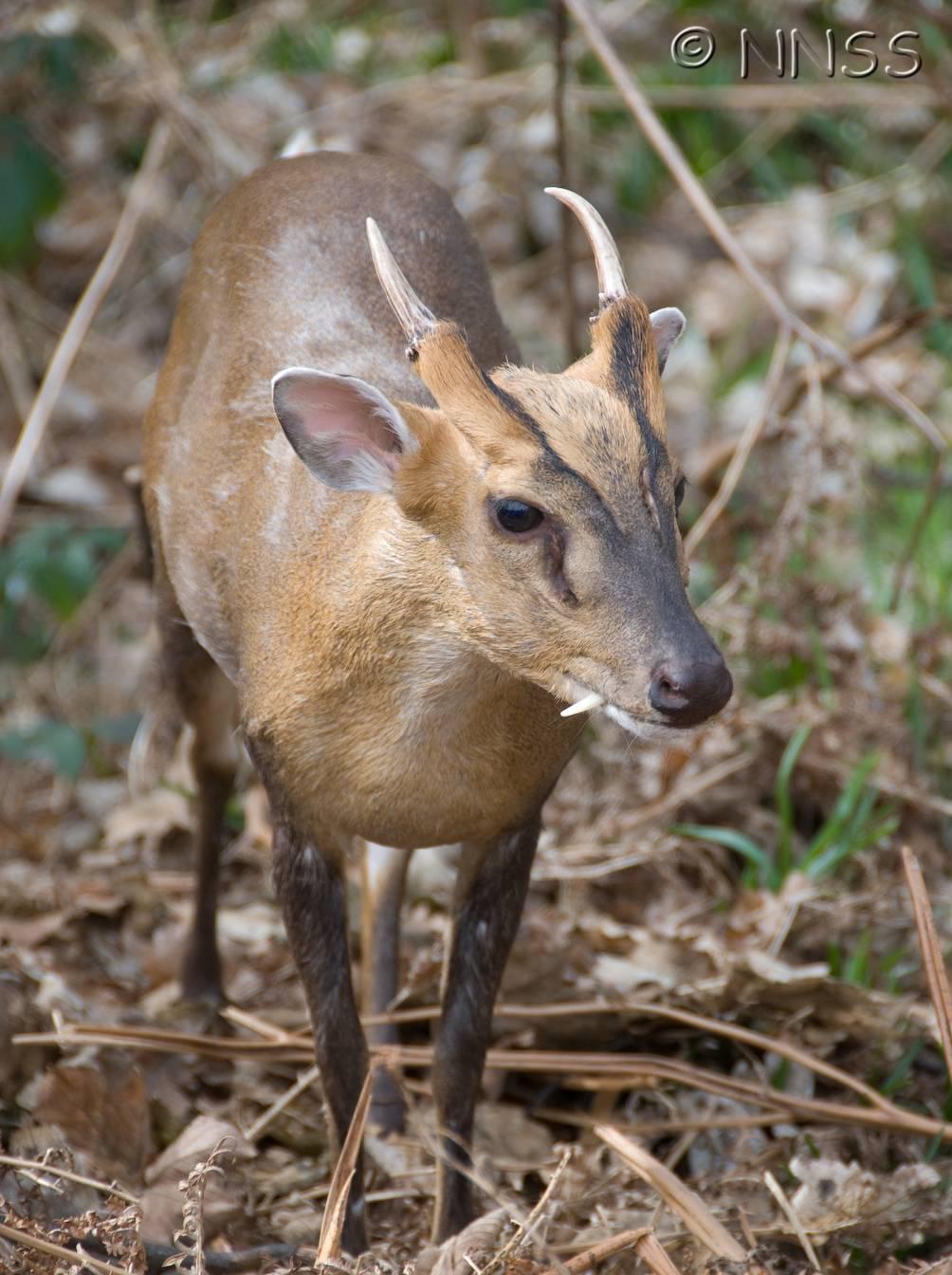 Reeves's muntjac deer