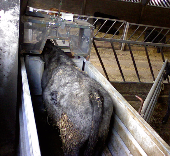 Cattle breath monitoring