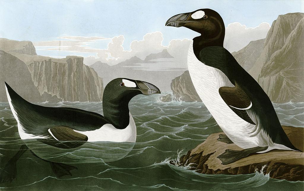 Great Auk. Image by John James Audubon via Wikimedia Commons