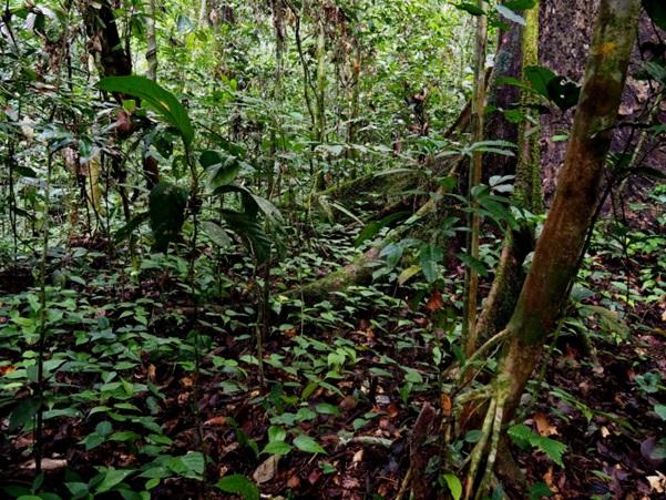 Unlogged forest. Photo: David Bartholomew